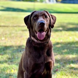 Reign - Labrador Retriever
