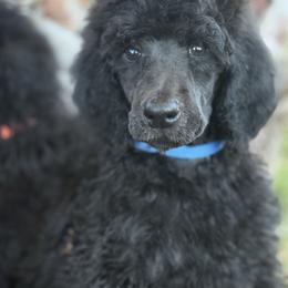 Bluey - Blue male Poodle puppy in Hesperia, California from Whitesock Standard Poodles