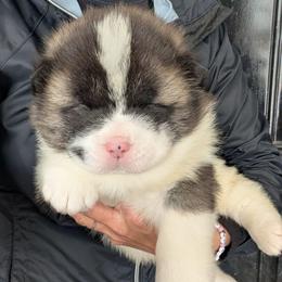 Boy 2 - Black male Akita puppy in South Carolina from Sierra Mountain Akitas