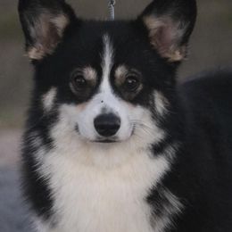 Trixie - Pembroke Welsh Corgi