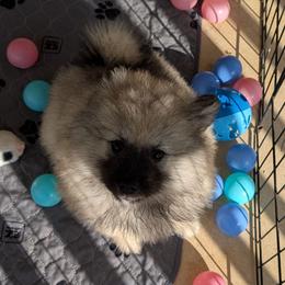Pink collar - Black and silver female Keeshond puppy in Fayetteville, Tennessee from Erbekees-Keeshonden