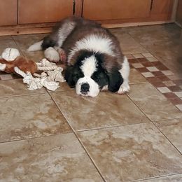 Saint Bernard Puppies from Spring Mountain Kennel