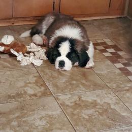 Saint Bernard Puppies from Spring Mountain Kennel