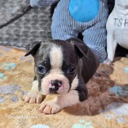 Mario - Blue male Boston Terrier puppy in Millers Creek, North Carolina from Tumbling Shoals Hilltop Bostons