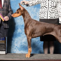 Doberman Pinschers from Trejac Dobermans