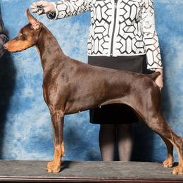 Doberman Pinschers from Trejac Dobermans