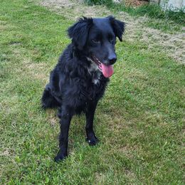 Gamora - Australian Shepherd
