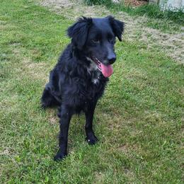 Gamora - Australian Shepherd