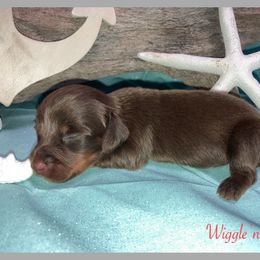 Dachshund and Pug Puppies from Wiggle'n V Ranch
