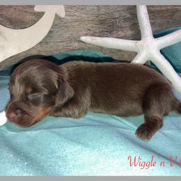Dachshund and Pug Puppies from Wiggle'n V Ranch
