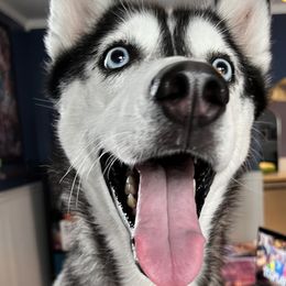 River - Siberian Husky
