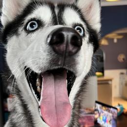 River - Siberian Husky