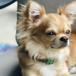 Chihuahuas from Luxe Paradise House of Chi