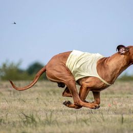 Rhodesian Ridgebacks from Lynne Newman's Rhodesian Ridgebacks