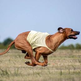 Rhodesian Ridgebacks from Lynne Newman's Rhodesian Ridgebacks
