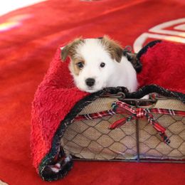 Russell Terrier Puppies from Chardonnay Russells
