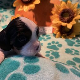 Chip - Tri-color male Cavalier King Charles Spaniel puppy in Warren, Maine from Cloud Nine Cavaliers