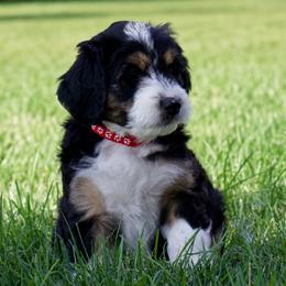 Socks - Black tri-color female Aussiedoodle puppy in Decatur, Illinois from Signature Doodles
