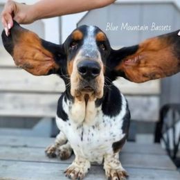 Junior - Basset Hound