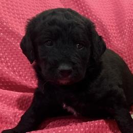 Scarlett-Black Beauty - Black female Labradoodle puppy in Churchill County Fallon, Nevada from Card Family Ranch