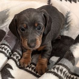 Dachshund Puppies from We love our dachshunds 2005