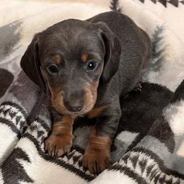 Dachshund Puppies from We love our dachshunds 2005