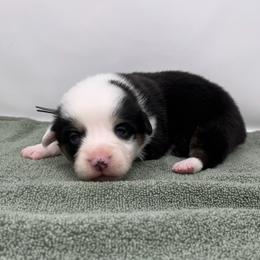 Drift - Black and tan male Pembroke Welsh Corgi puppy in Waco, Texas from The Comma Corgis