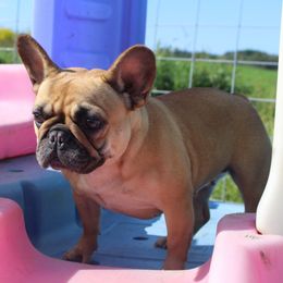 Evie - French Bulldog