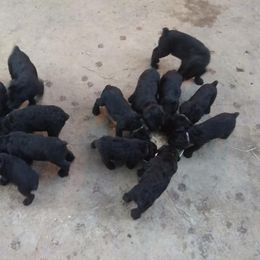 Giant Schnauzer Puppies from Oklahoma Giants