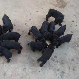 Giant Schnauzer Puppies from Oklahoma Giants