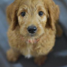 Goldendoodle Puppies from Hawkins Heritage Goldendoodles