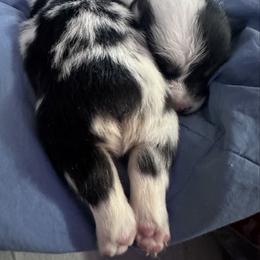 Jake - Blue male Pembroke Welsh Corgi puppy in Mount Nebo, West Virginia from Summersville Corgis of Groves Farm