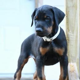 General - Black and rust male Doberman Pinscher puppy in Overton, Texas from Obsidian Kennel