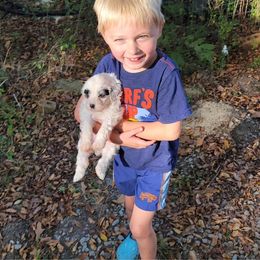 Portuguese Water Dog Puppies from Autumn Branch Farm Portuguese Water Dogs