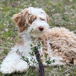 Aussiedoodles and Australian Mountain Doodles from Farmstead Doodles