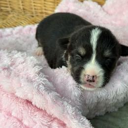 Sister - Black and white female American Corgi puppy in Nashville, Arkansas from Whisenhunt Farms