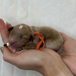 Orange Collar - Red female Cavapoo puppy in South Jordan, Utah from Simply Sweet Paws. LLC