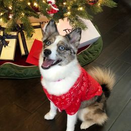 Pomeranian and Pomsky All Grown Up from Alpha Poms & Pomskies