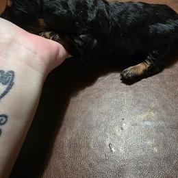 Maverick - Black and tan male Dachshund puppy in Cameron, Texas from Kelli's Dachshunds