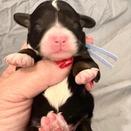 Blue collar boy - Tri-color male Bernedoodle puppy in Lake, Michigan from 3 King Doodles & Poodles