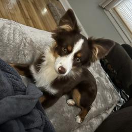 Miniature Australian Shepherd Puppies from Windy River Mini Aussie
