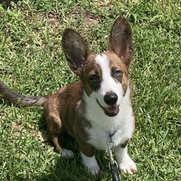 Khaleesi  - American Corgi