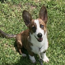 Khaleesi  - American Corgi