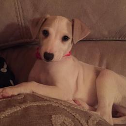 Miniature Schnauzer and Whippet Puppies from Saving Grace
