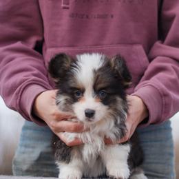 Boy 3 - Black and tan male Pembroke Welsh Corgi puppy in La Grange, Wyoming from Merrygold Corgis