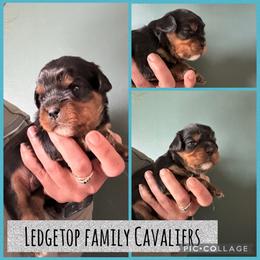 Teal - Black and tan male Cavalier King Charles Spaniel puppy in Greenleaf, Wisconsin from Ledgetop Family Cavaliers