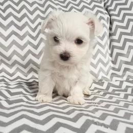 Nelly - White female Maltese puppy in Austin, Texas from Austin Maltese Babies
