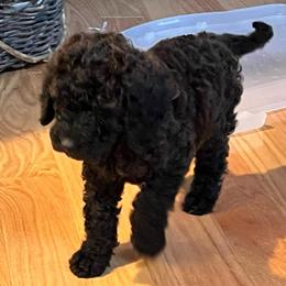 Sinder - Cafe male Labradoodle puppy in Kimball Township, Michigan from Kelly’s Doodles