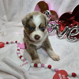 Joy - Red merle female Australian Shepherd puppy in Peach Bottom, Pennsylvania from Arcadia Australian Shepherds