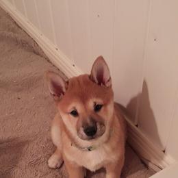 Pug and Shiba Inu Puppies from khshibas-khpugs